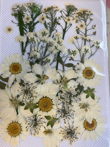White dried pressed flowers